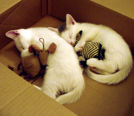 范弗利特,破茧成蝶,一锤定音